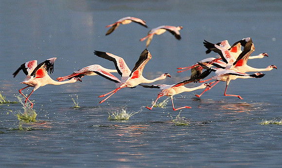Flamingos - lake burunge