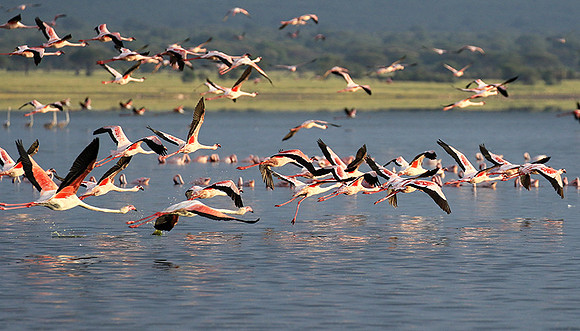 Flamingos - lake burunge