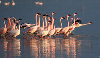 Flamingos
