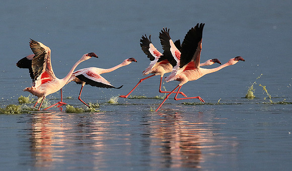 Flamingos - lake burunge