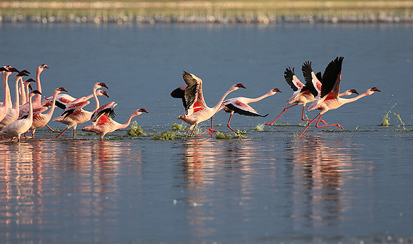 Flamingos - lake burunge