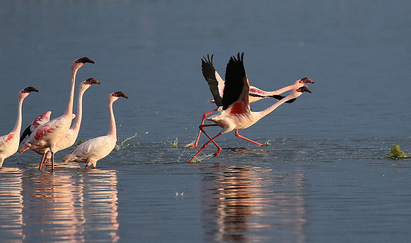 Flamingos - lake burunge