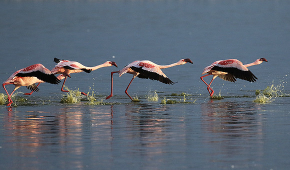 Flamingos - lake burunge