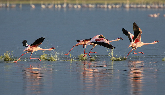 Flamingos - lake burunge
