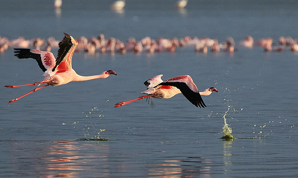 Flamingos - lake burunge