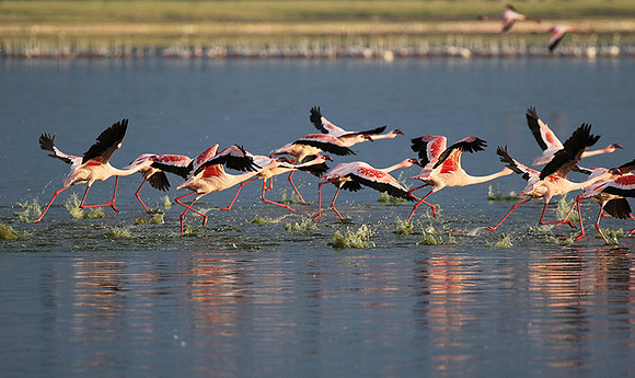 Flamingos - lake burunge