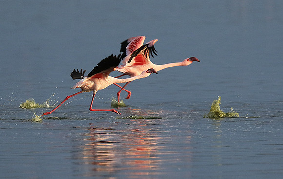 Flamingos - lake burunge