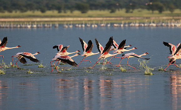 Flamingos - lake burunge