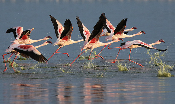 Flamingos - lake burunge