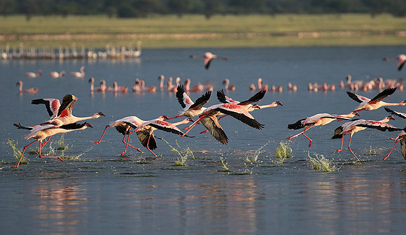 Flamingos - lake burunge