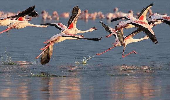 Flamingos - lake burunge