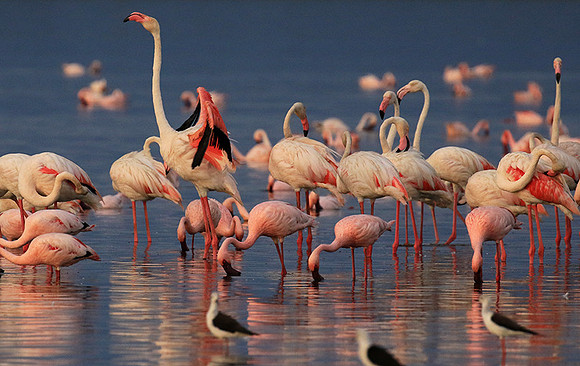 Flamingos - lake burunge