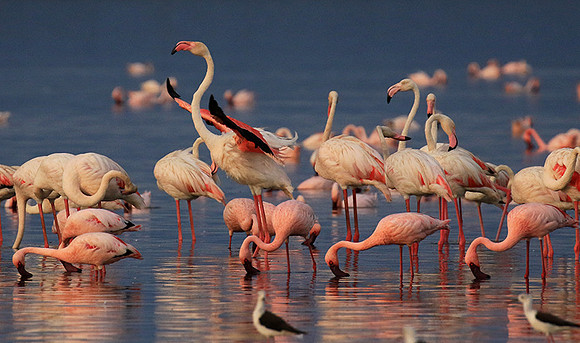 Flamingos - lake burunge