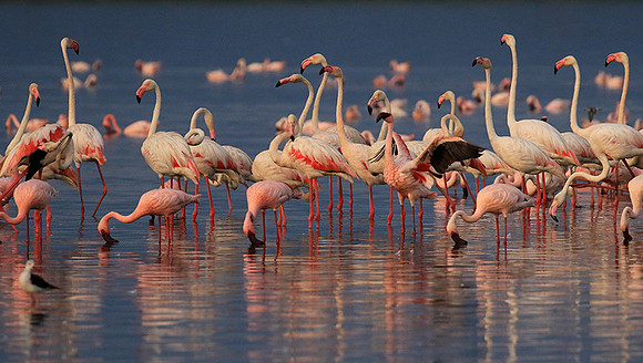 Flamingos - lake burunge