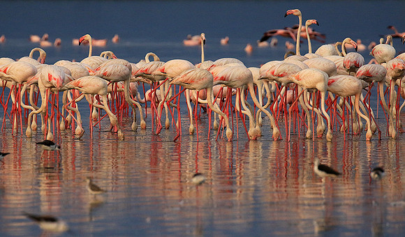Flamingos - lake burunge