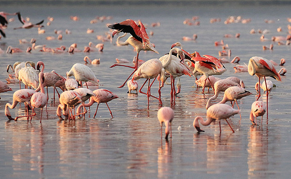 Flamingos - lake burunge