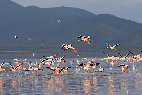 Flamingos - lake burunge