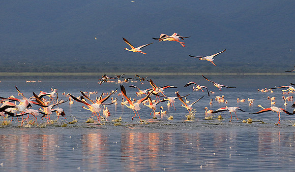 Flamingos - lake burunge