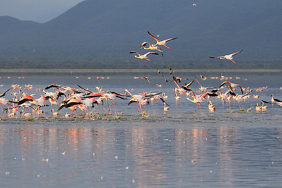 Flamingos - lake burunge