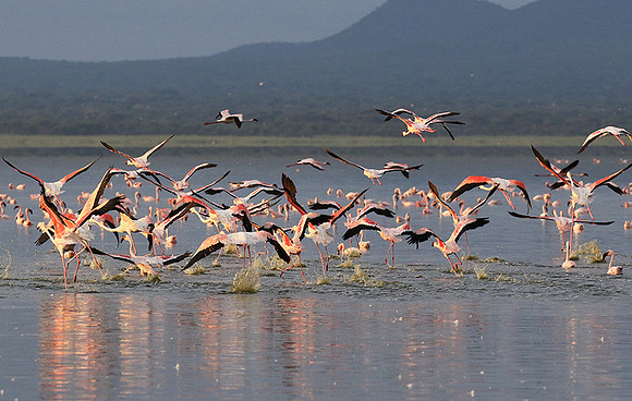 Flamingos - lake burunge