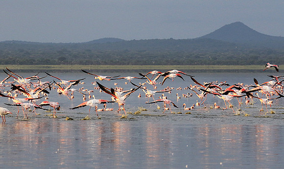 Flamingos - lake burunge