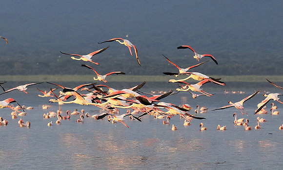 Flamingos - lake burunge