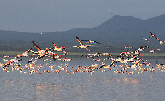 Flamingos - lake burunge