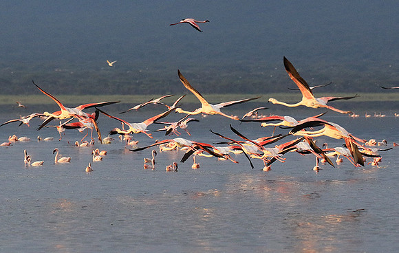 Flamingos - lake burunge