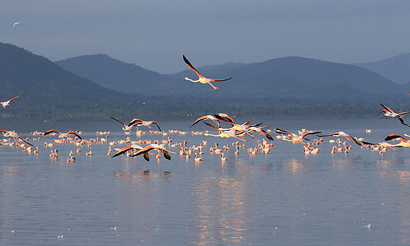 Flamingos - lake burunge
