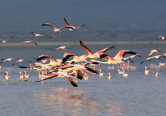 Flamingos - lake burunge