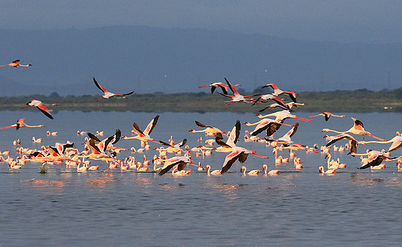 Flamingos - lake burunge