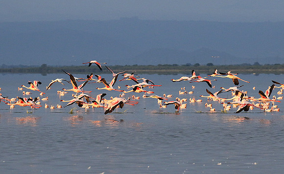Flamingos - lake burunge
