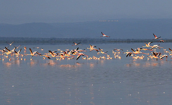 Flamingos - lake burunge