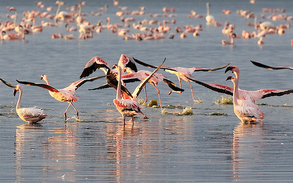 Flamingos - lake burunge