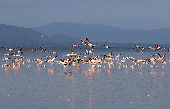 Flamingos - lake burunge