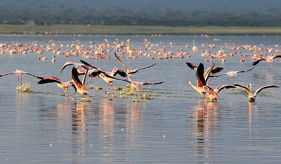 Flamingos - lake burunge