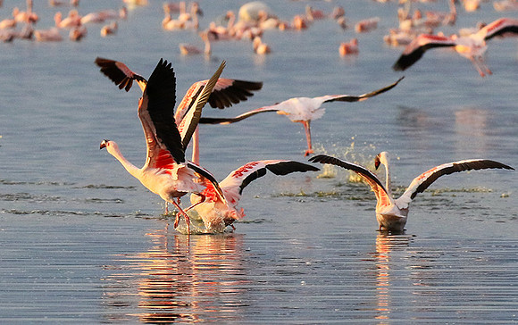 Flamingos - lake burunge