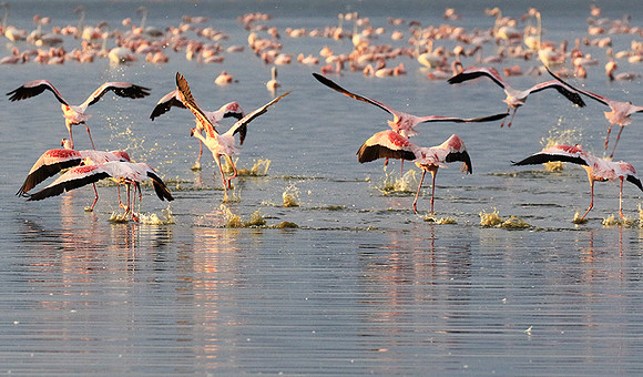Flamingos - lake burunge