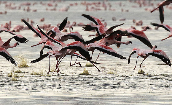 Flamingos - lake burunge