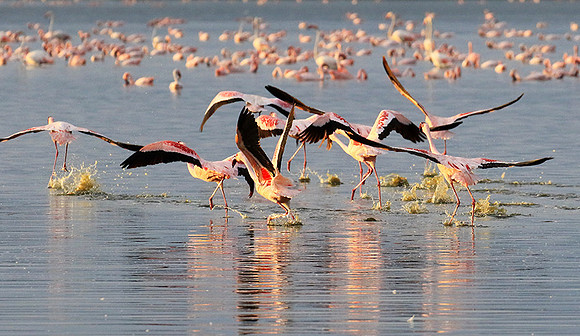 Flamingos - lake burunge