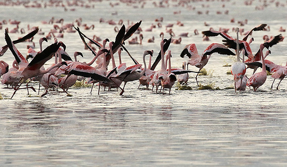 Flamingos - lake burunge