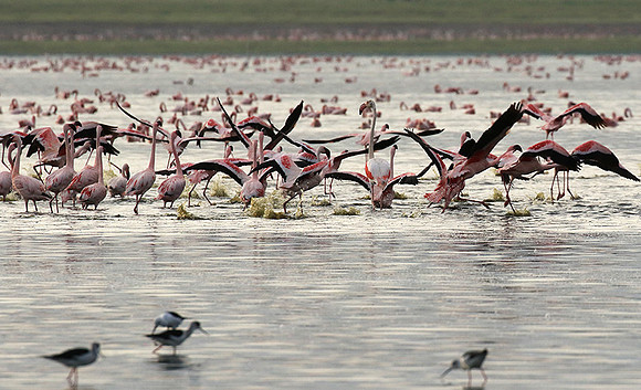Flamingos - lake burunge