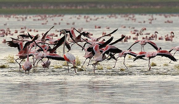 Flamingos - lake burunge