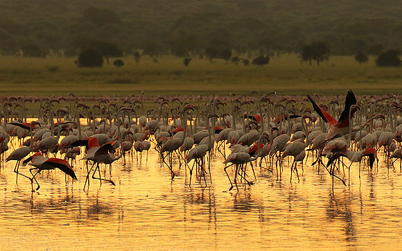 Flamingos - lake burunge