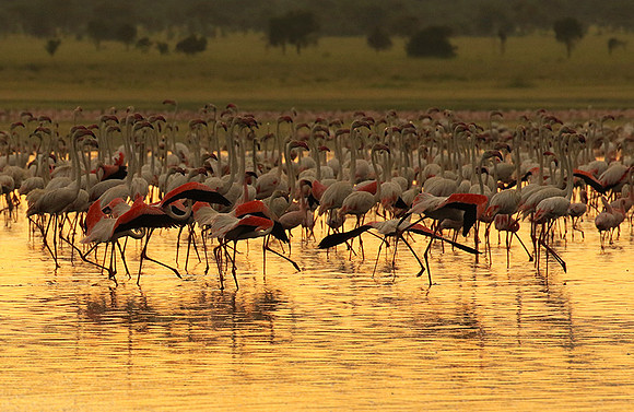 Flamingos - lake burunge