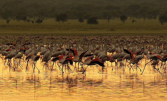 Flamingos - lake burunge