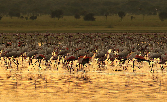 Flamingos - lake burunge