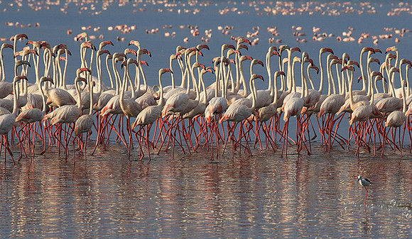 Flamingos - lake burunge