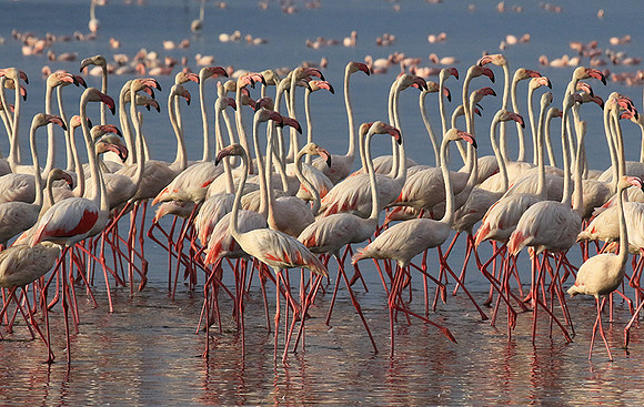 Flamingos - lake burunge