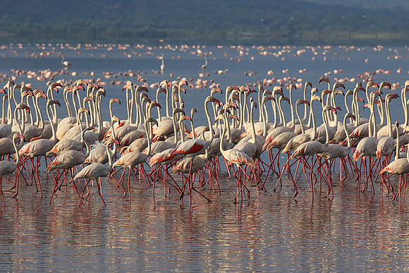 Flamingos - lake burunge